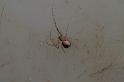 ZZ_ZZXYX_D7867_Z_88_North Stradbroke island_Australie